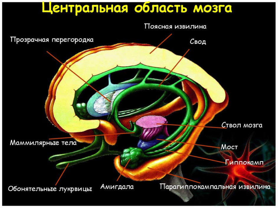 Центральный отдел обонятельного. Обонятельная память лимбическая система. Извилины гиппокампа анатомия. Лимбическая система мозга анатомия.